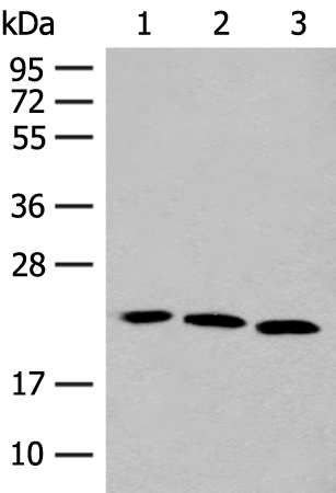 Anti-FGF10 Rabbit Polyclonal Antibody