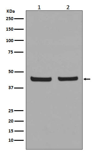 Anti-PHD1 Rabbit Polyclonal Antibody