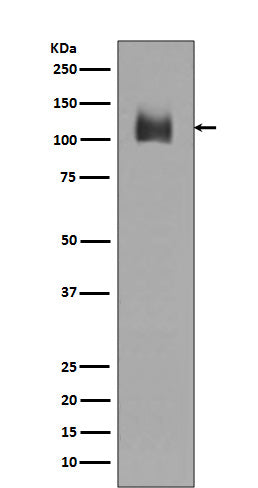 Anti-LAMP2 Rabbit Polyclonal Antibody