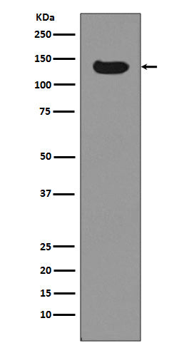Anti-Dnmt3a Rabbit Polyclonal Antibody