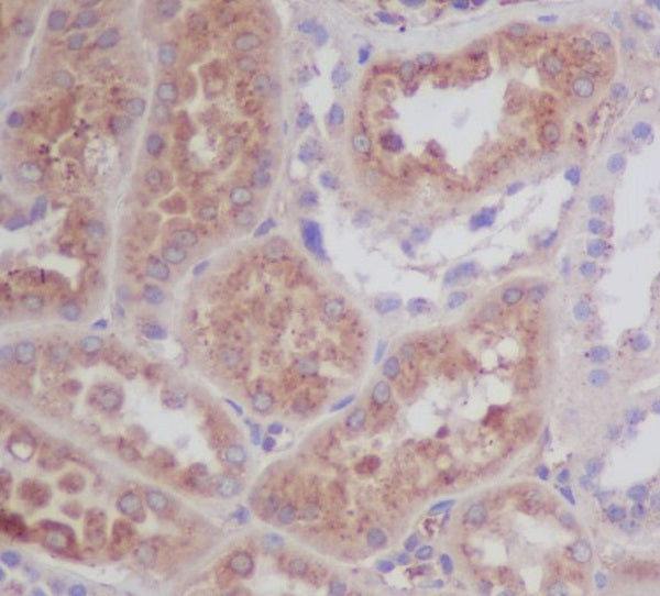 Anti-ApoE Rabbit Polyclonal Antibody