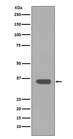 Anti-ApoE Rabbit Polyclonal Antibody