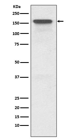 Anti-P Glycoprotein Rabbit Polyclonal Antibody