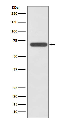 Anti-SHP2 Rabbit Polyclonal Antibody