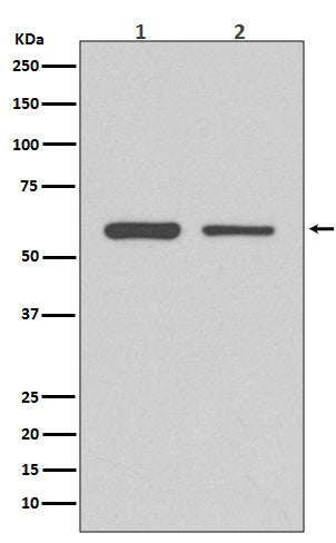 Anti-CDK8 Rabbit Polyclonal Antibody