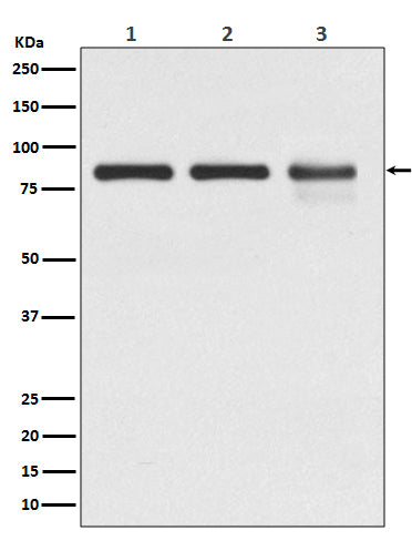 Anti-gamma Catenin Rabbit Polyclonal Antibody