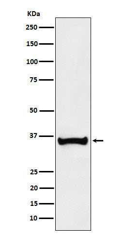 Anti-BOB1 Rabbit Polyclonal Antibody