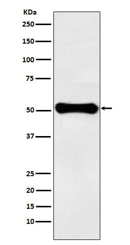 Anti-Glutamate Dehydrogenase 1 Rabbit Polyclonal Antibody