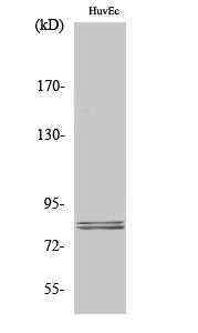 Anti-Hormone Sensitive Lipase Rabbit Polyclonal Antibody