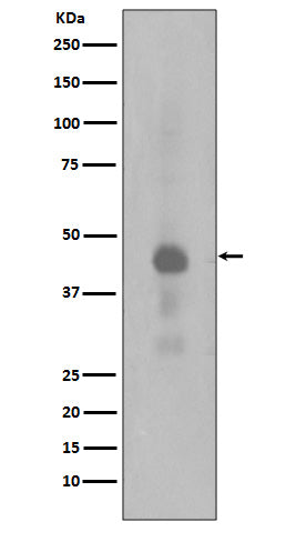 Anti-Phospho-CREB (Ser133) Rabbit Polyclonal Antibody
