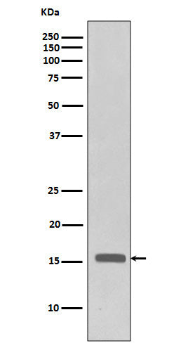 Anti-Phospho-Histone H3 (Thr3) Rabbit Polyclonal Antibody