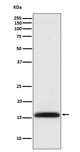 Anti-DiMethyl-Histone H3 (Lys4) Rabbit Polyclonal Antibody