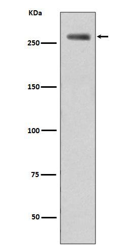 Anti-Phospho-LRRK2 (Ser395) Rabbit Polyclonal Antibody
