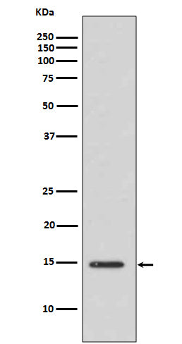 Anti-Acetyl-Histone H3 (Lys14) Rabbit Polyclonal Antibody