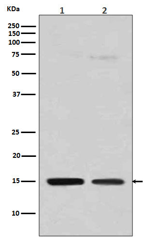 Anti-MonoMethyl-Histone H3 (Arg128) Rabbit Polyclonal Antibody