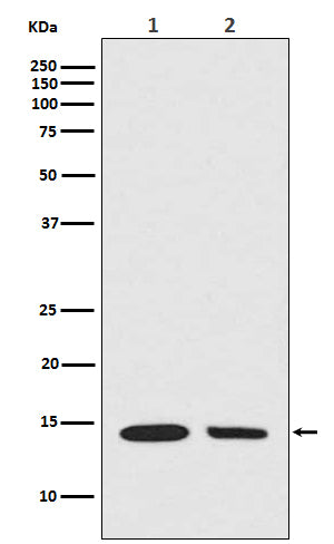 Anti-Hydroxyl-Histone H2A (Tyr39) Rabbit Polyclonal Antibody