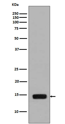 Anti-Phospho-Histone H2A (Ser129) Rabbit Polyclonal Antibody