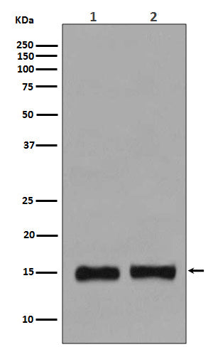 Anti-MonoMethyl-Histone H3 (Lys36) Rabbit Polyclonal Antibody