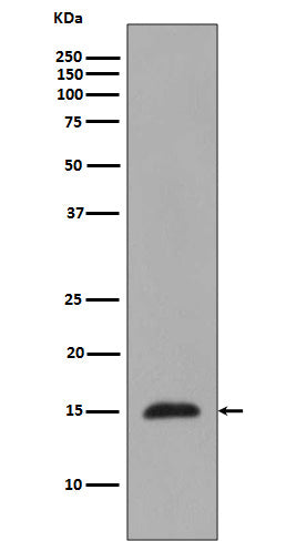 Anti-MonoMethyl-Histone H3 (Arg2) Rabbit Polyclonal Antibody