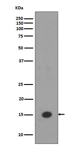 Anti-MonoMethyl-Histone H3 (Lys18) Rabbit Polyclonal Antibody