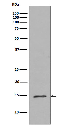 Anti-MonoMethyl-Histone H2B (Arg79) Rabbit Polyclonal Antibody