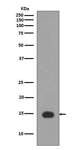 Anti-Acetyl-Histone H3 (Lys4) Rabbit Polyclonal Antibody