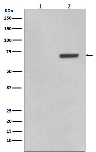 Anti-Phospho-ATF2 (Thr71) Rabbit Polyclonal Antibody