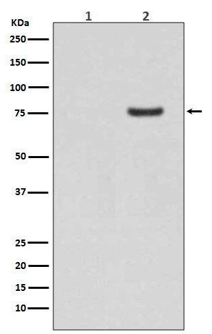 Anti-Phospho-Synapsin I (Ser9) Rabbit Polyclonal Antibody