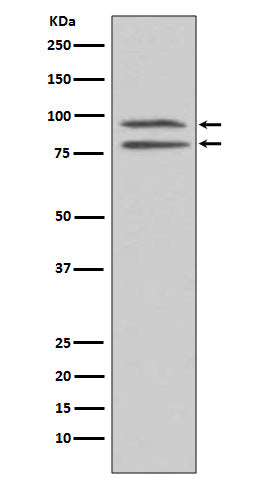 Anti-Phospho-MSK1 (Ser376) Rabbit Polyclonal Antibody