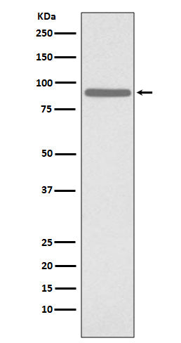Anti-Phospho-STAT1 (Ser727) Rabbit Polyclonal Antibody