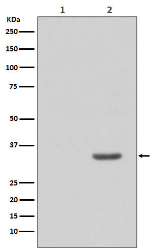 Anti-Phospho-CDK2 (Tyr15) Rabbit Polyclonal Antibody