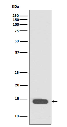 Anti-Acetyl-Histone H2B (Lys20) Rabbit Polyclonal Antibody