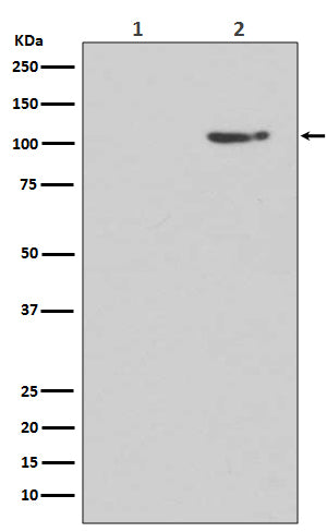 Anti-Phospho-Glutamate Receptor 1 (AMPA Subtype) (Ser845) Rabbit Polyclonal Antibody