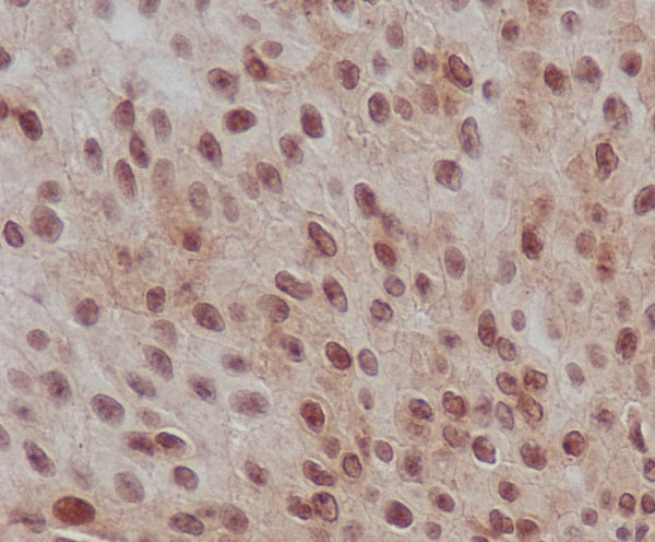 Anti-Phospho-Smad2 (Ser255) Rabbit Polyclonal Antibody