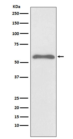 Anti-Phospho-Smad2 (Ser255) Rabbit Polyclonal Antibody