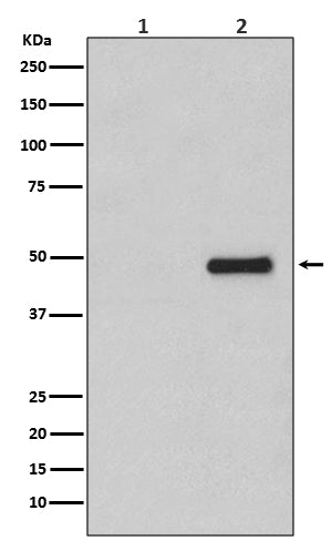 Anti-Phospho-CDC37 (Ser13) Rabbit Polyclonal Antibody