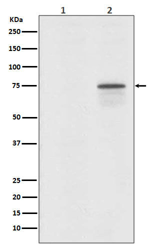 Anti-Phospho-Raf1 (Ser259) Rabbit Polyclonal Antibody