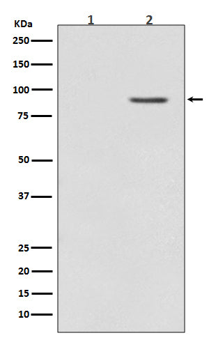 Anti-Phospho-BRAF (Thr401) Rabbit Polyclonal Antibody