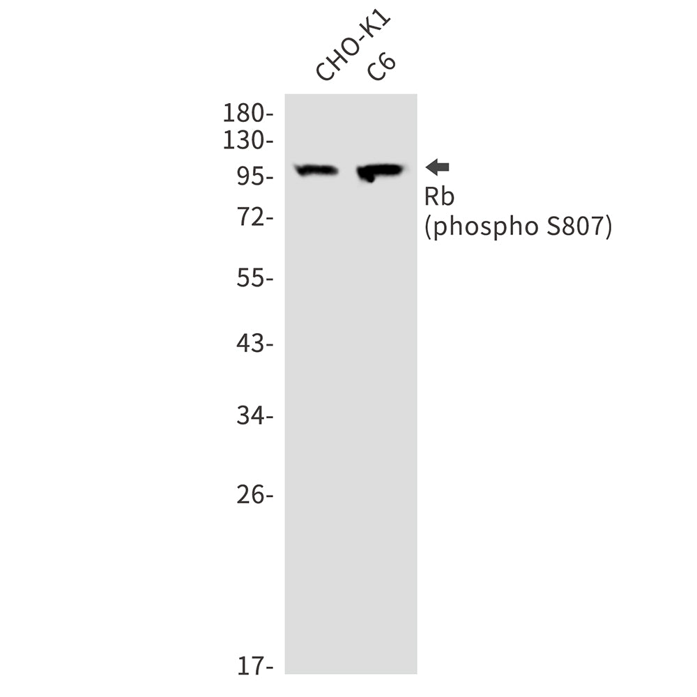 Anti-Phospho-Rb (Ser807) Rabbit Polyclonal Antibody