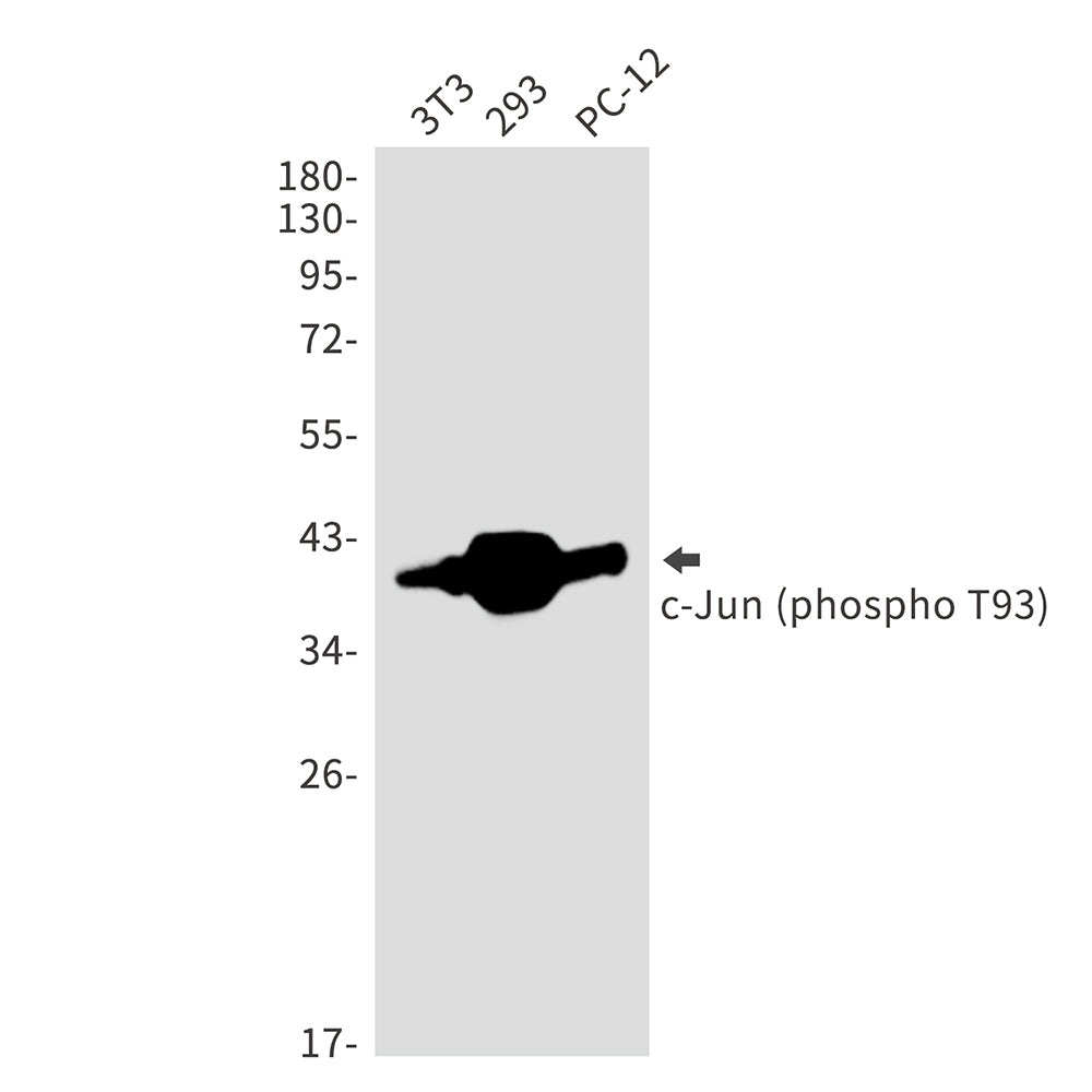 Anti-Phospho-c-Jun (Thr93) Rabbit Polyclonal Antibody