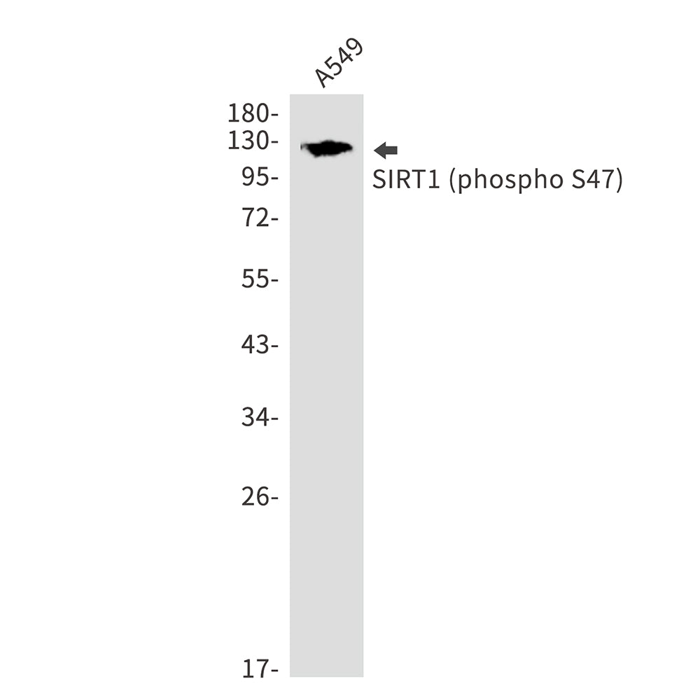Anti-Phospho-SIRT1 (Ser47) Rabbit Polyclonal Antibody