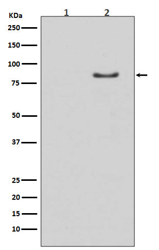 Anti-Phospho-Hormone Sensitive Lipase (Ser853) Rabbit Polyclonal Antibody