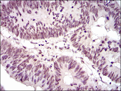 Anti-NCK1 (7H2) Mouse Monoclonal Antibody