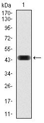 Anti-NCK1 (7H2) Mouse Monoclonal Antibody