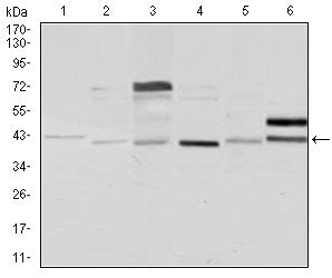 Anti-NCK1 (7H2) Mouse Monoclonal Antibody