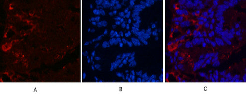 Anti-KIF7 (2A7) Mouse Monoclonal Antibody