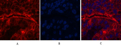 Anti-CD15 (8C10) Mouse Monoclonal Antibody