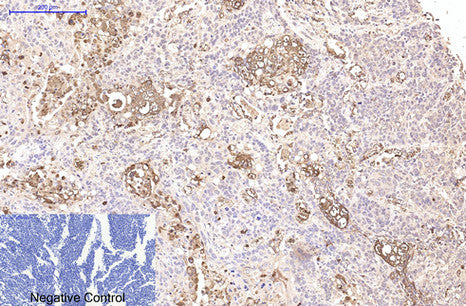 Anti-CD15 (8C10) Mouse Monoclonal Antibody