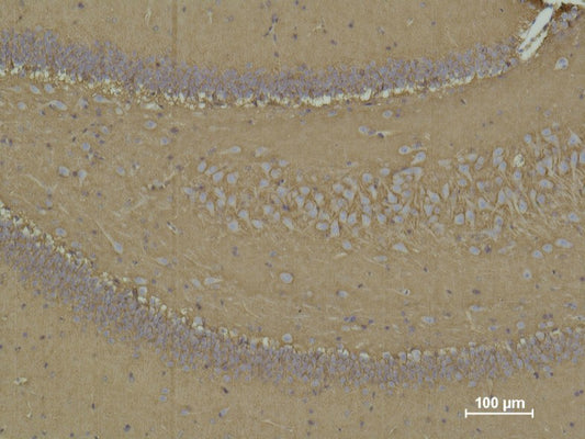 Anti-CD15 (8C10) Mouse Monoclonal Antibody