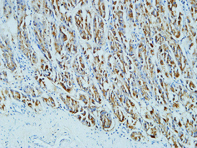 Anti-CD15 (8C10) Mouse Monoclonal Antibody